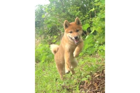 販売中の栃木県の柴犬-396198の4枚目